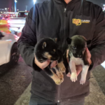 Rescatan a dos cachorros que eran vendidos en la Garita de San Ysidro en Tijuana