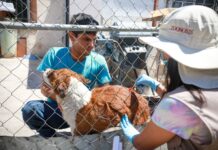60% de los patógenos humanos provienen de animales: OPS Vacunación antirrábica